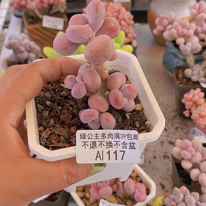 腰子桃蛋5cm117多肉植物