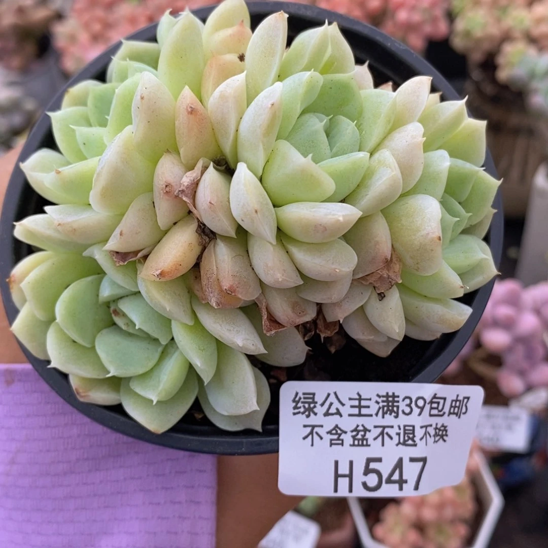 白月影9cm547多肉植物
