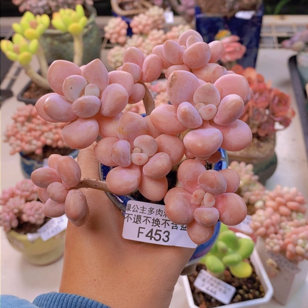 453橘子香水多肉9c m