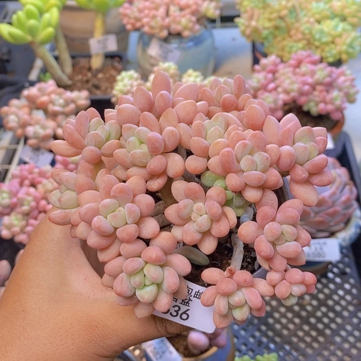 636鱼子酱多肉11cm