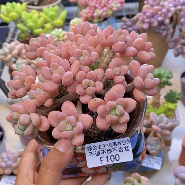 100鱼子酱多肉11cm