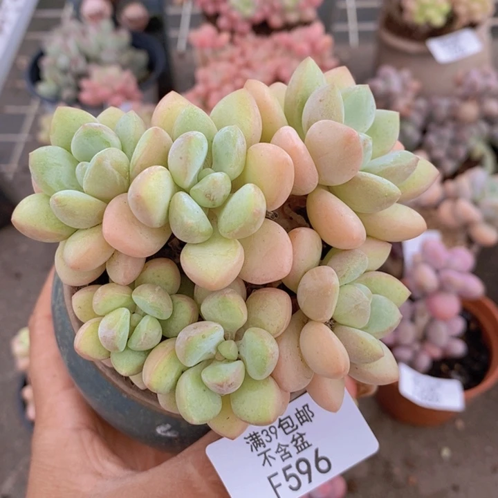 泡泡糖596/7cm多肉
