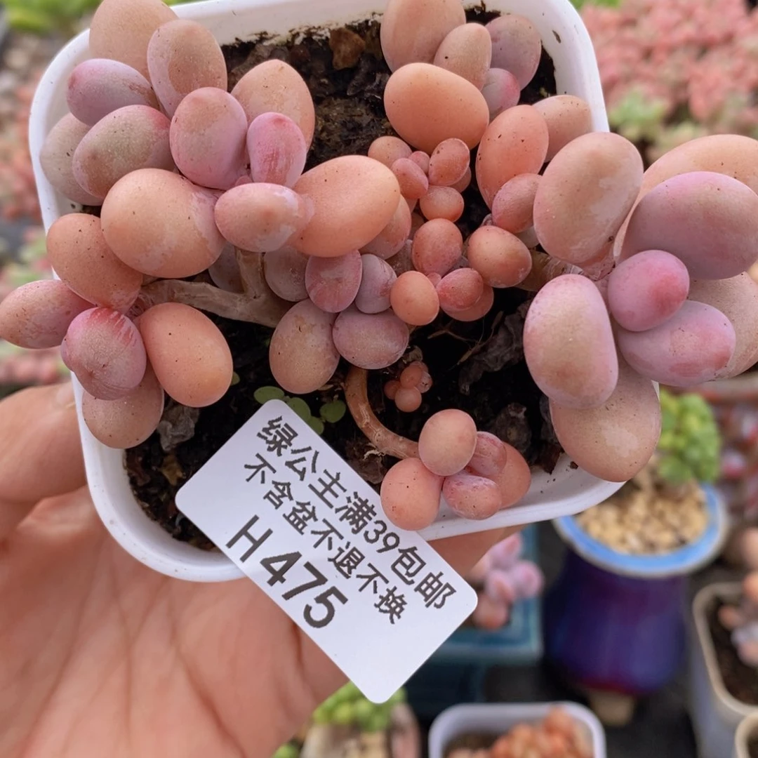 糖果桃蛋9cm475多肉植物