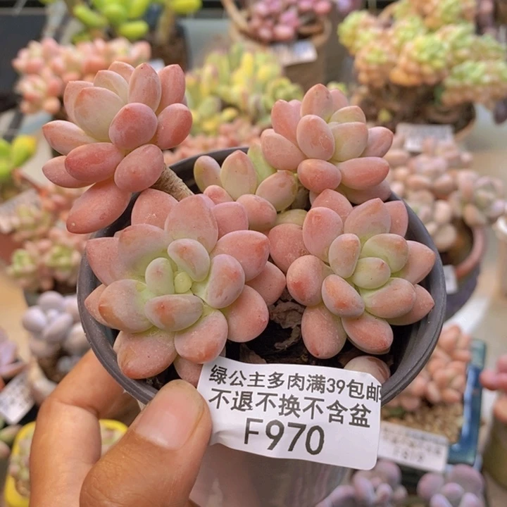 ←*←970鱼子酱多肉7cm