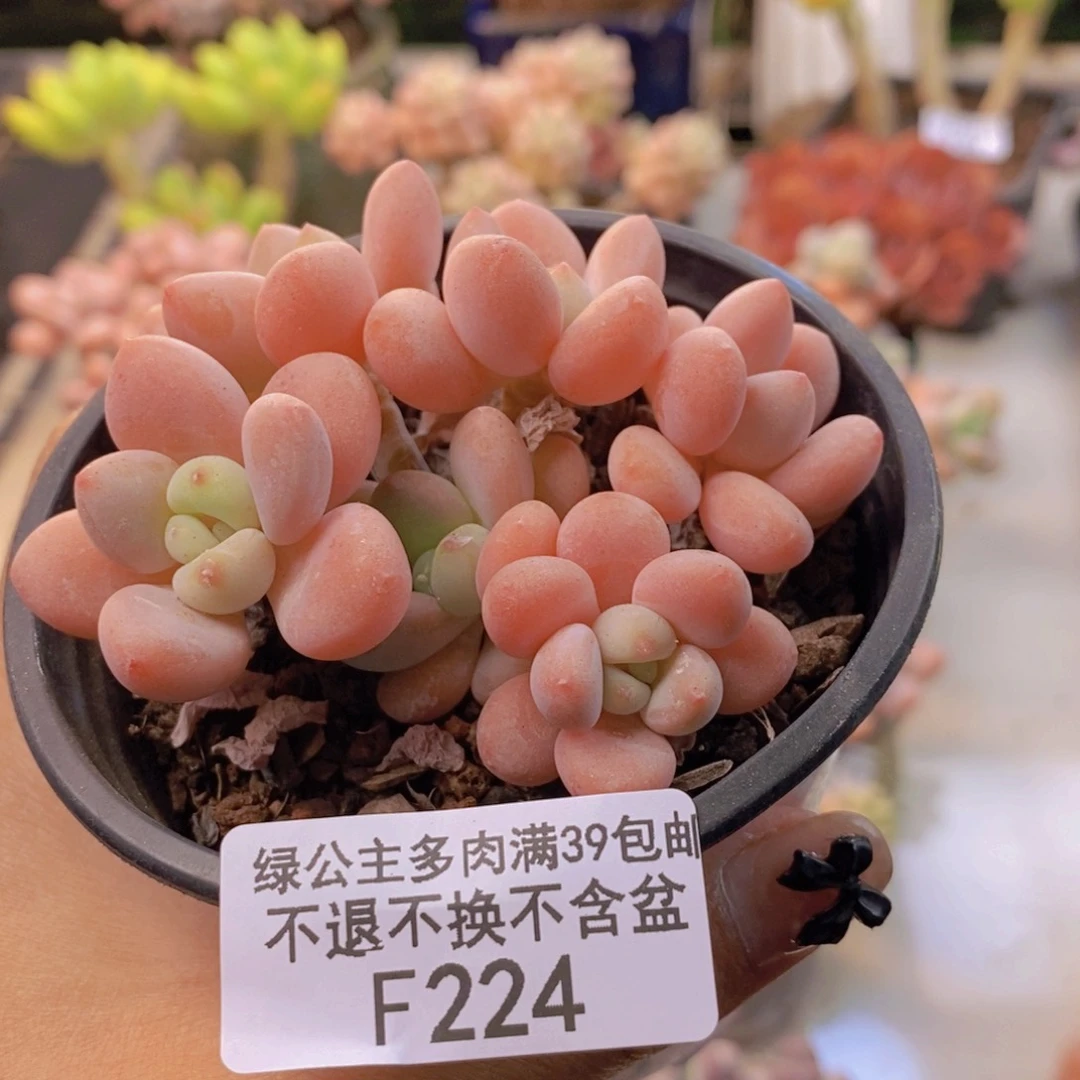 224橘子香水多肉6c m