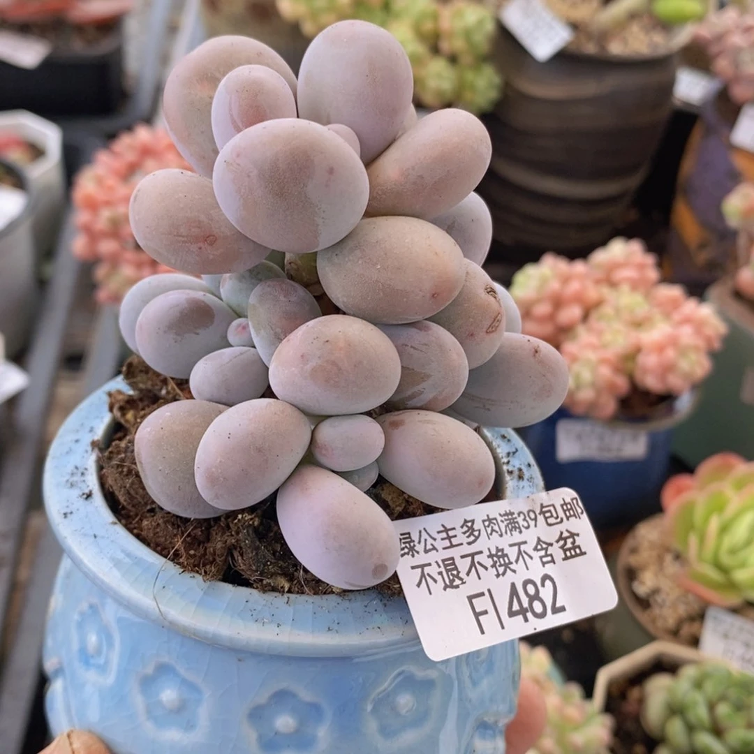 橙奶树6vm482多肉植物