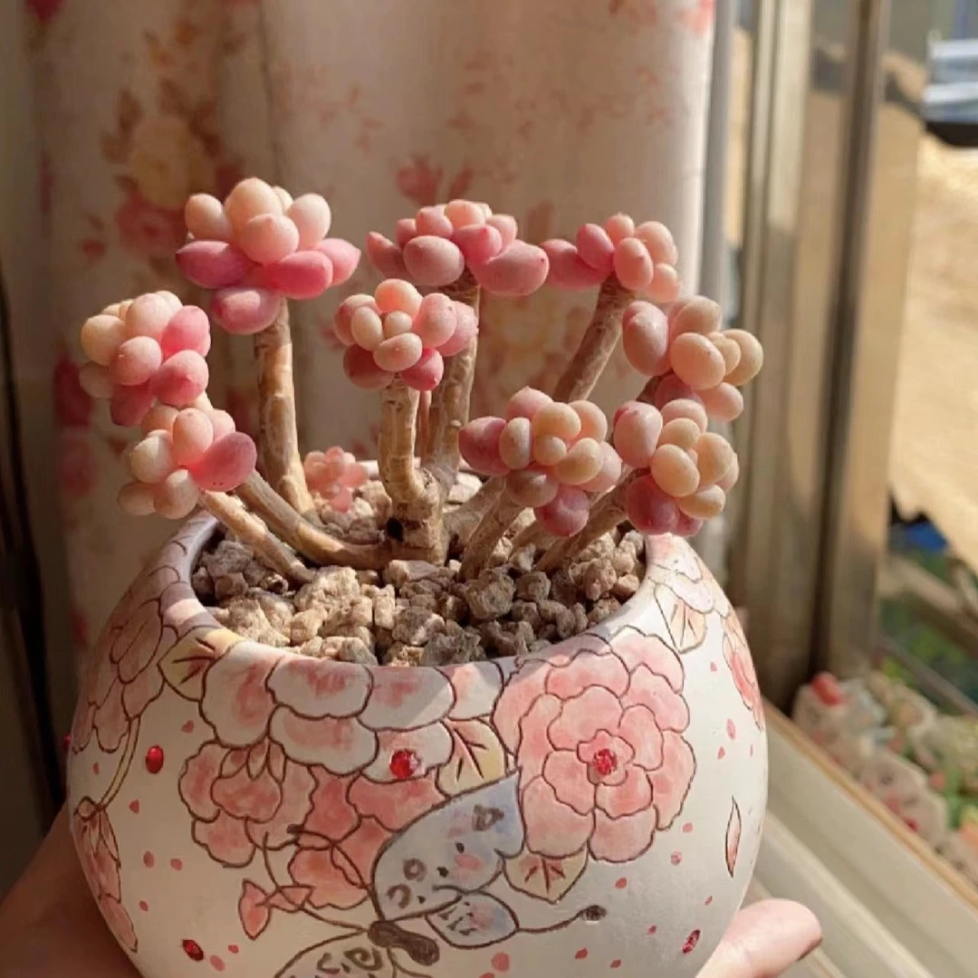 绿公主多肉韩 货鱼子酱多肉植物 老桩群生正版鱼子酱绿植花卉直播