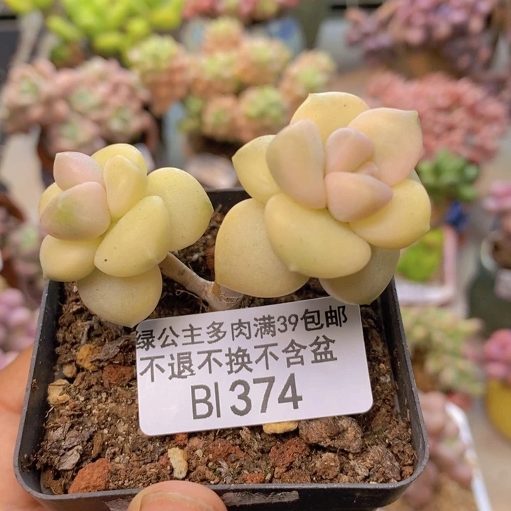 374美杏锦多肉有砍