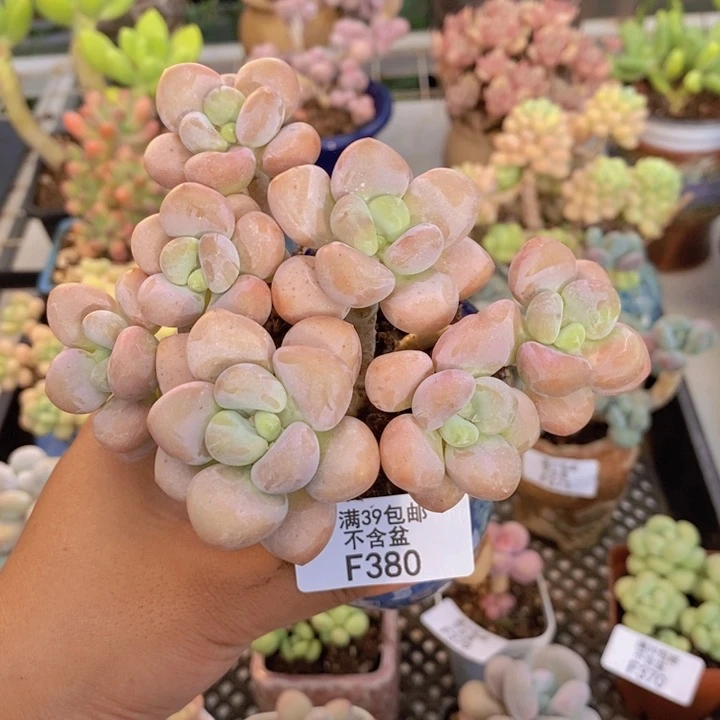 380橘子香水多肉9c m m