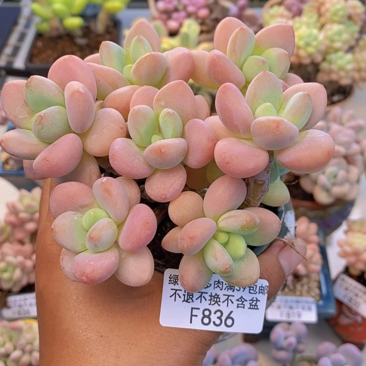 836橘子香水多肉9cm