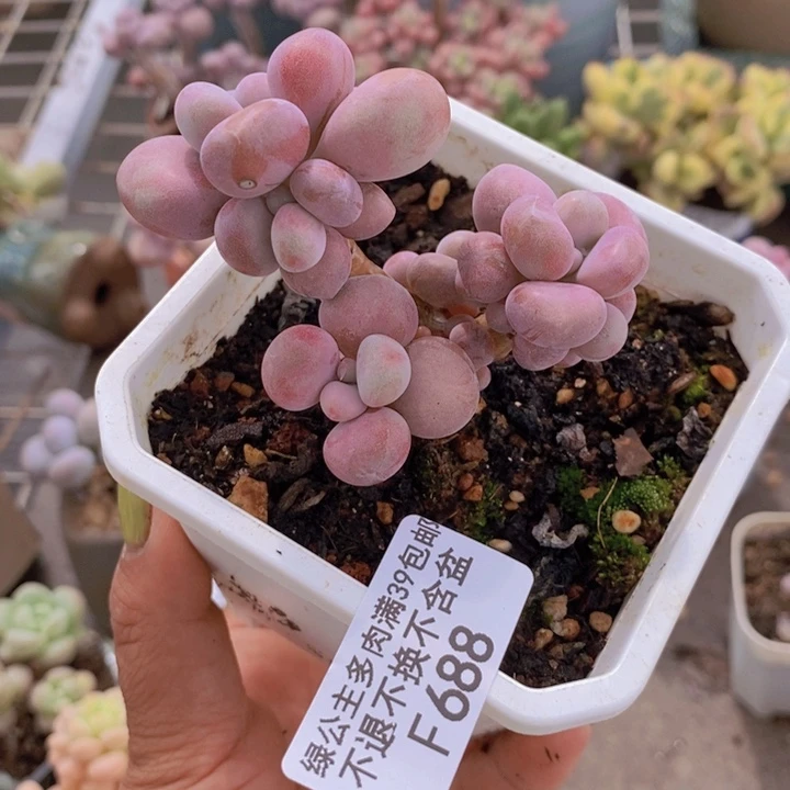 腰子桃蛋688/6c m