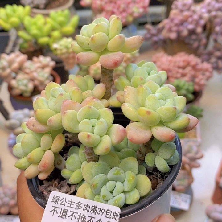 109罗琦多肉肉8cm