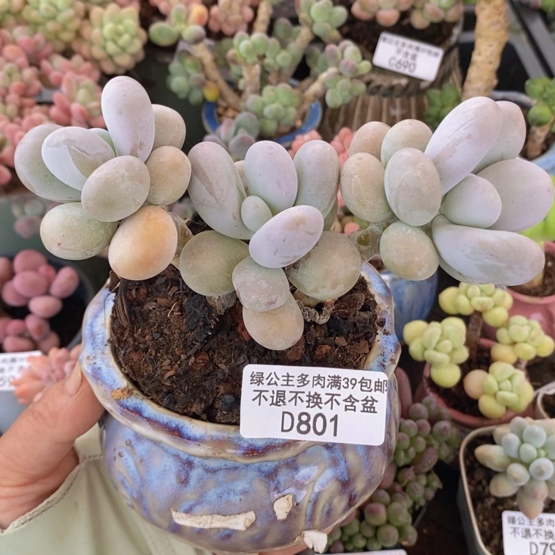 水光针奶酪9cm801多肉植物