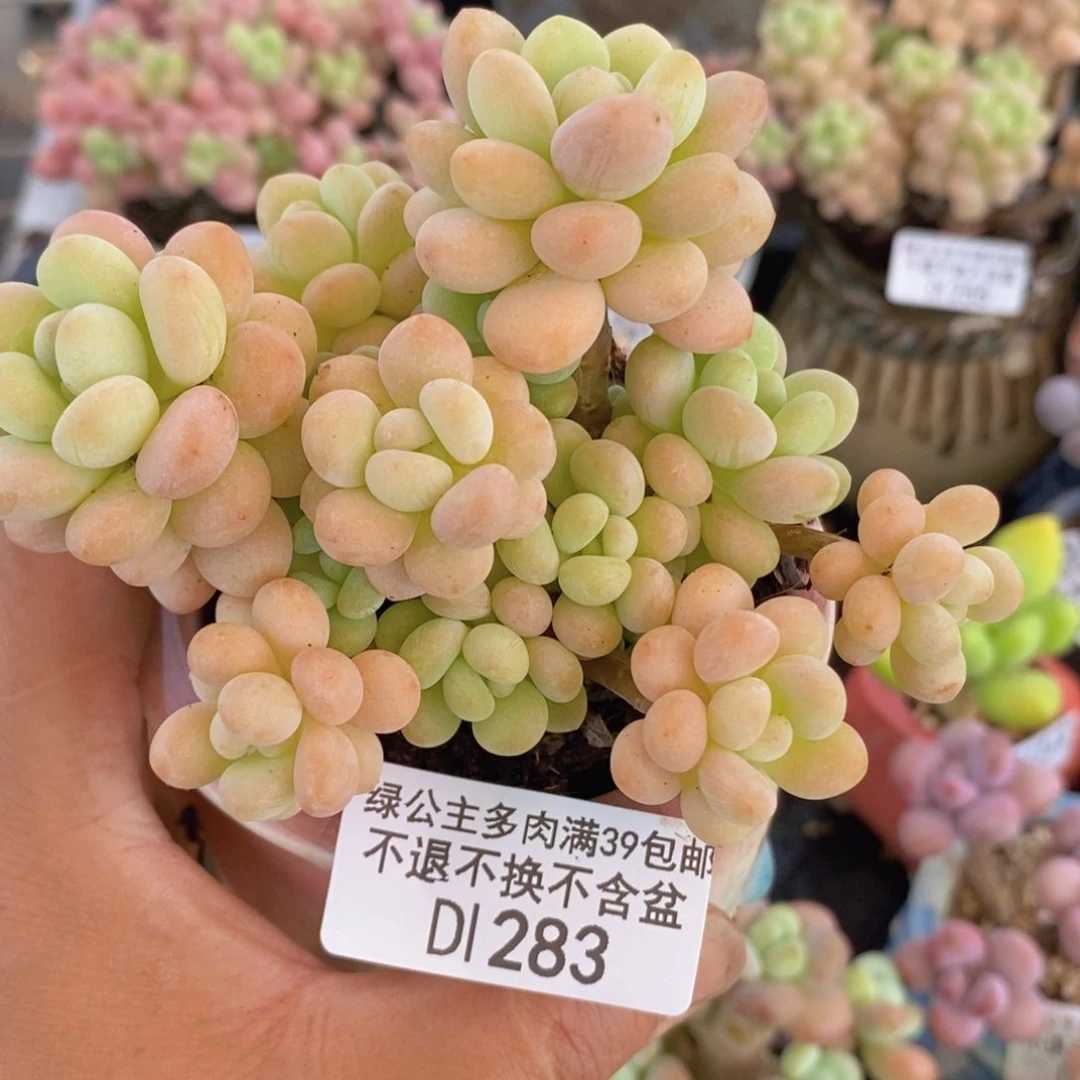 洛可可8cm283多肉植物