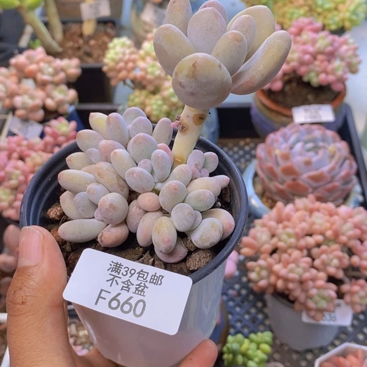 660蛋黄奶多肉群特价