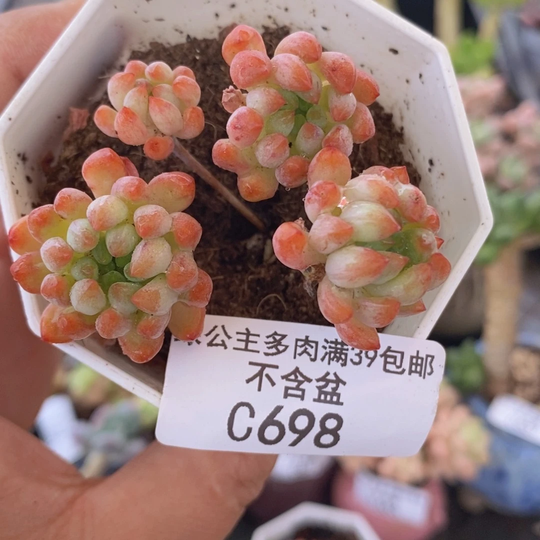 蓝苹果698多肉植物