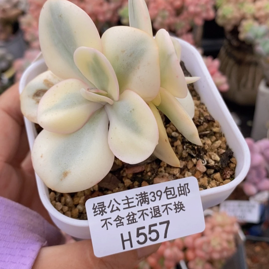 秀妍锦557多肉植物