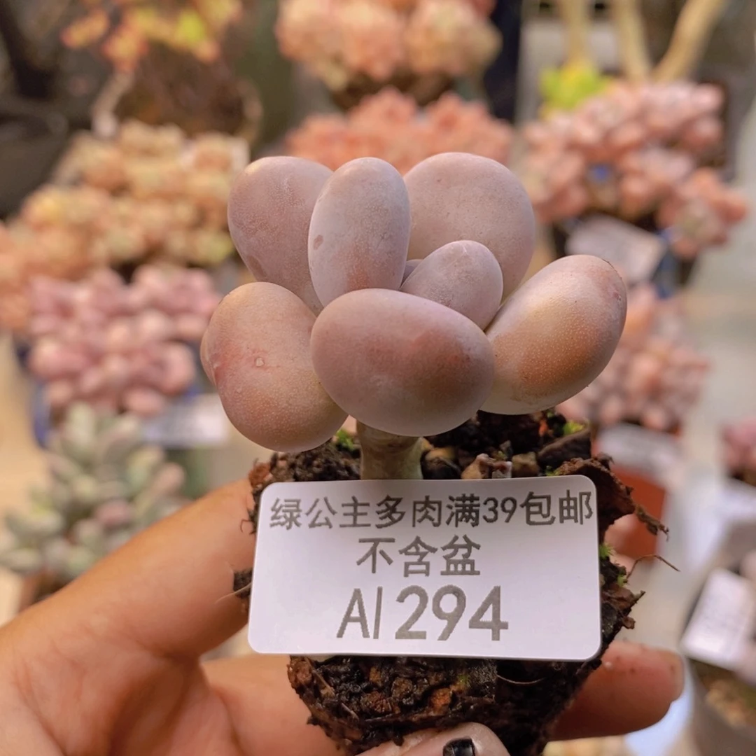 294橙雪球多肉4c m