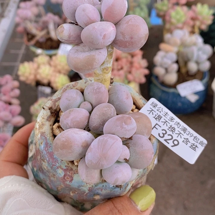 芭比奶酪329/6c m
