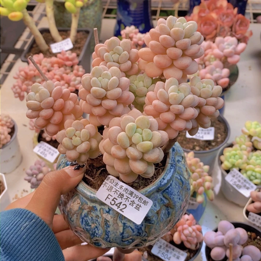 任***?542洛可可多肉10c m