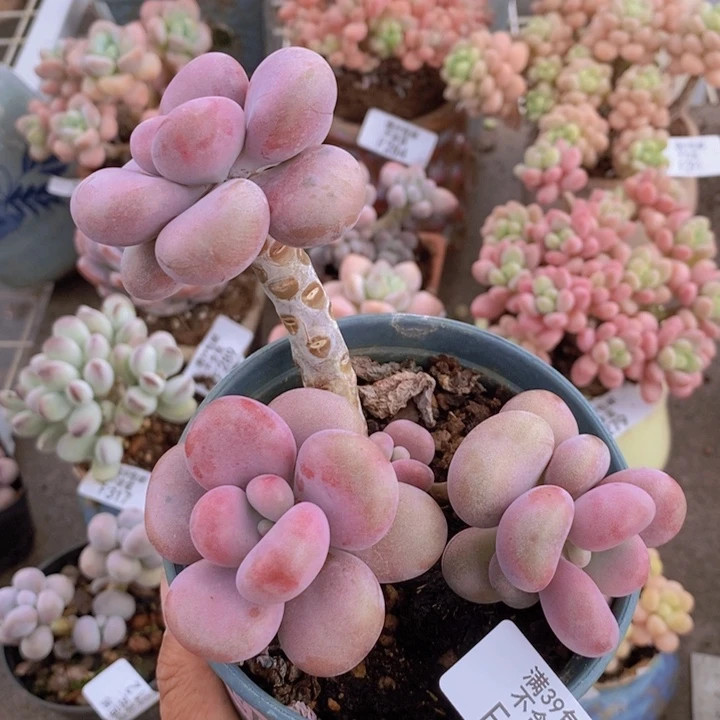 腰子桃蛋335/8c m