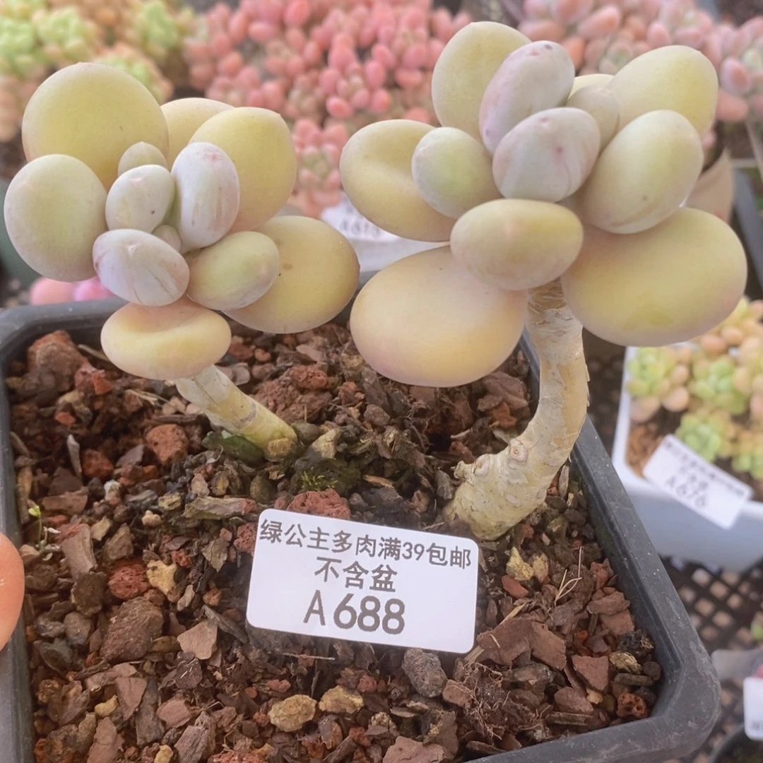 蛋黄奶老桩688多肉植物