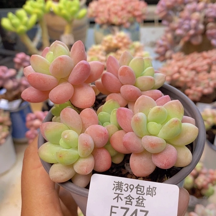 747鱼子酱多肉7cm