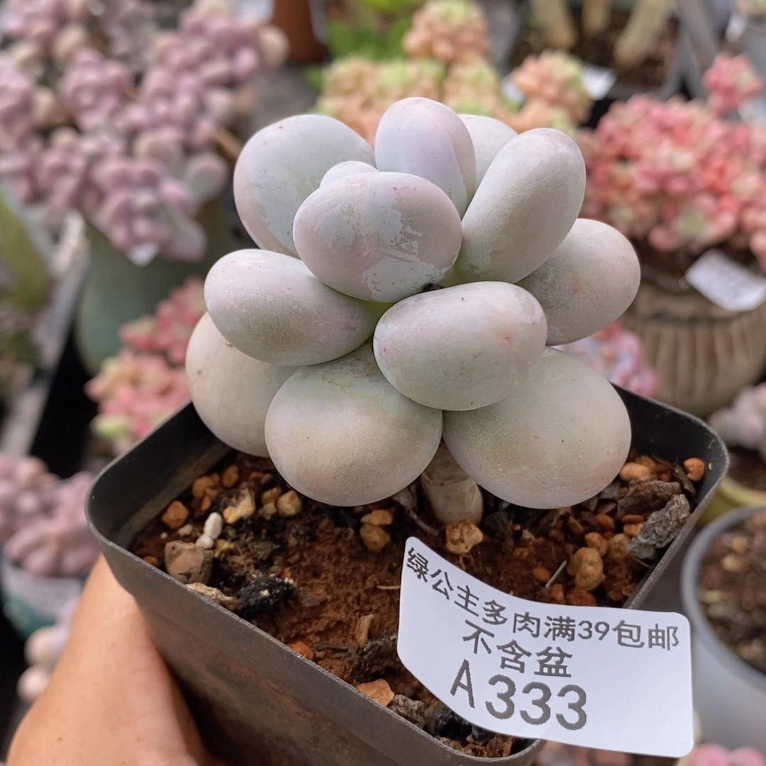 芭比奶洛333多肉植物