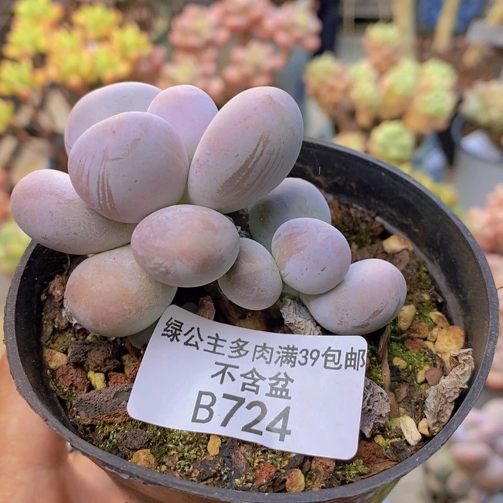 724芭比奶多肉6c m