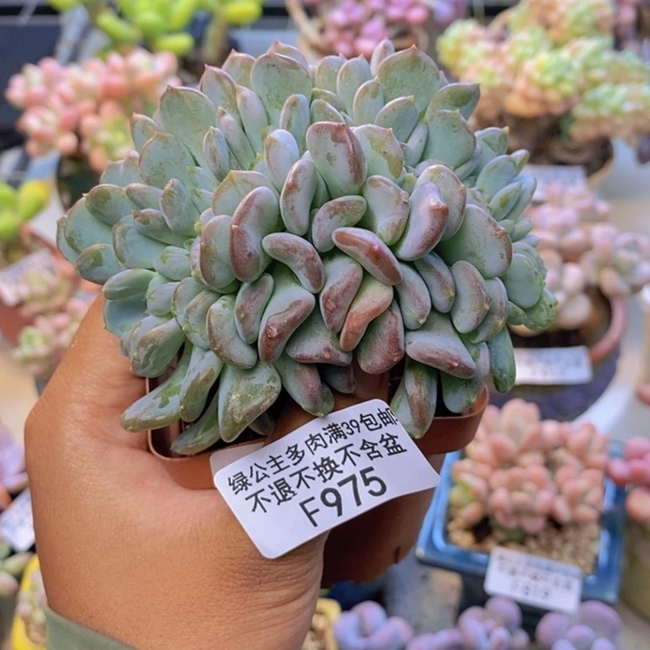 975玛瑙缀多肉8c m