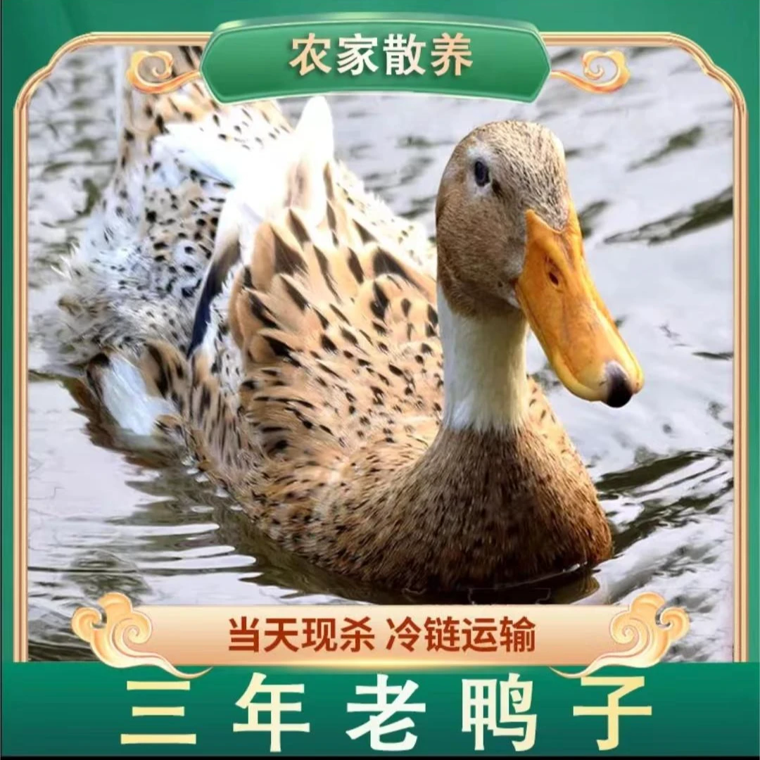 【朱朱】放养土鸭老鸭子  单只净重5.5斤  顺丰包邮