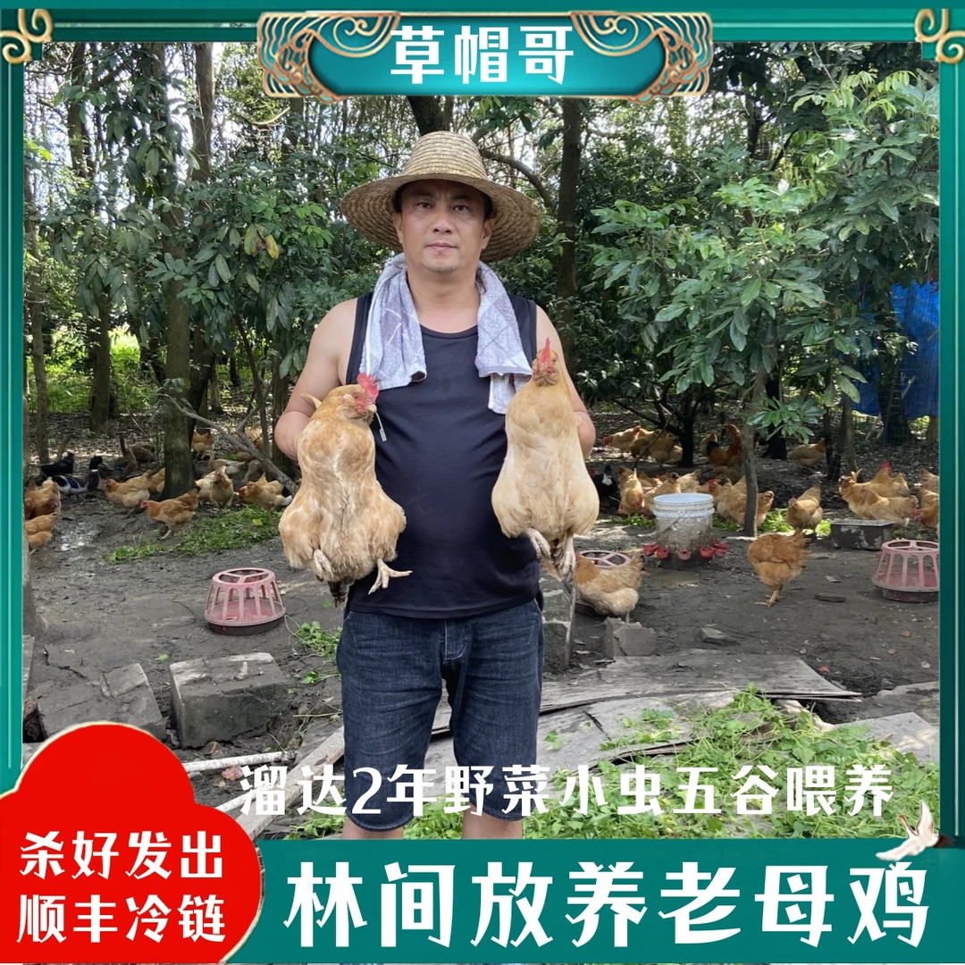 【草帽哥1】放养土鸡老母鸡  2只毛重7斤 净重共4斤带内脏杀好发货