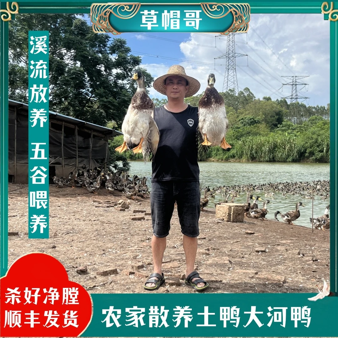 【草帽哥1】农户散养120天大河鸭 拍一发二 2只毛重11斤 净重共7斤