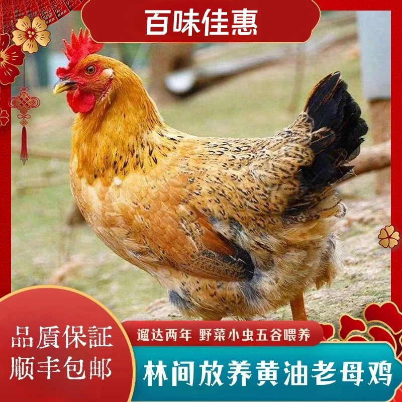 【蓉蓉家】放养土鸡老母鸡  拍一发二    2只净重共5斤 杀好发货