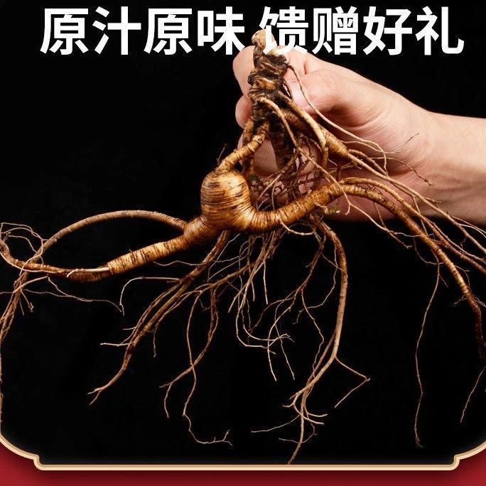 【金镯专属】改价链接新鲜林下人参带土人参果肉紧实送种子