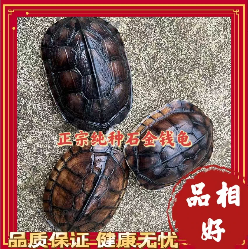 特惠纯种石金钱龟冷水养殖三年每只重3-5两均重四两左右健康全品