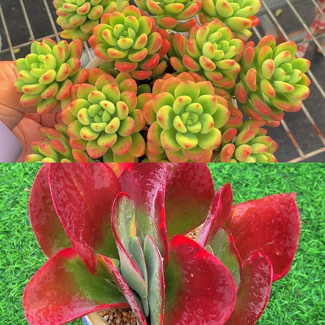 Y香格里拉+花蝴蝶（唐印变异的新品）非常好养 带盆发