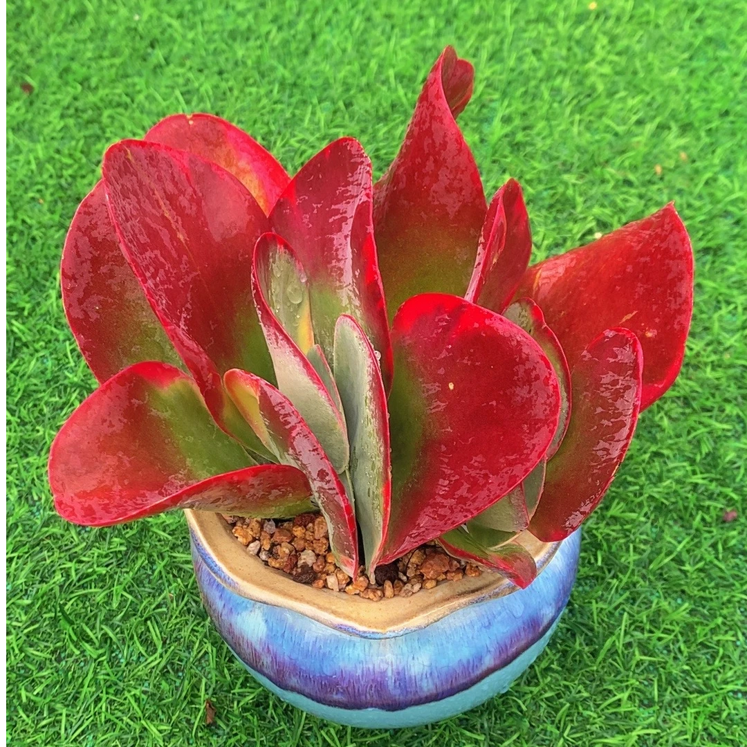 Z花蝴蝶（唐印变异的新品）非常好养 带盆发