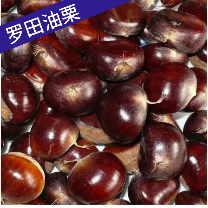 2025特产新鲜油栗湖北罗田正宗老树油栗子粉糯甘甜