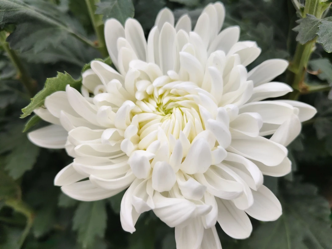 A级黄白菊花10-200枝顺丰包邮