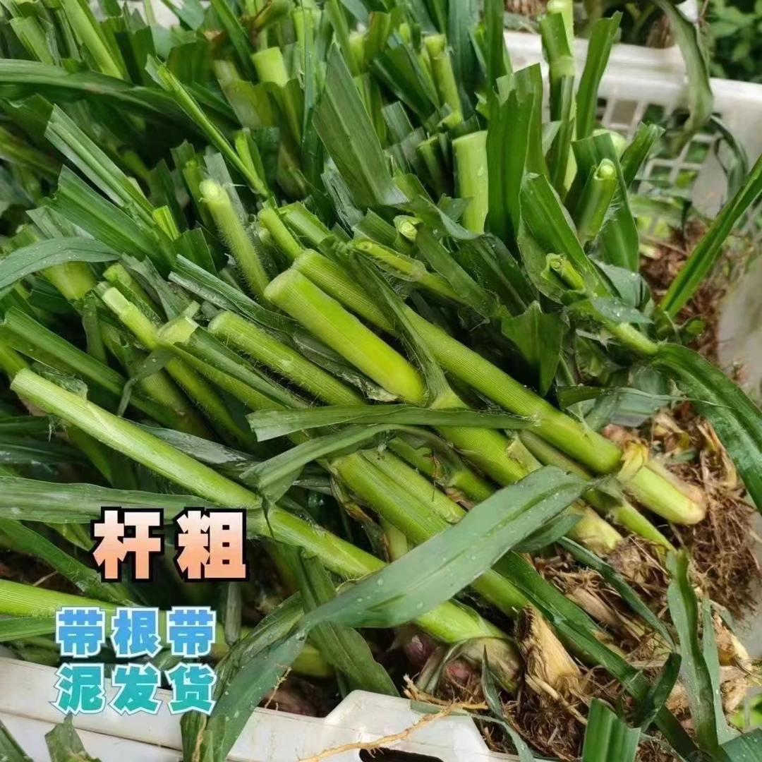 甜象草3号小苗无毛高产耐寒皇竹草巨菌草种苗多年生四季常青牧草
