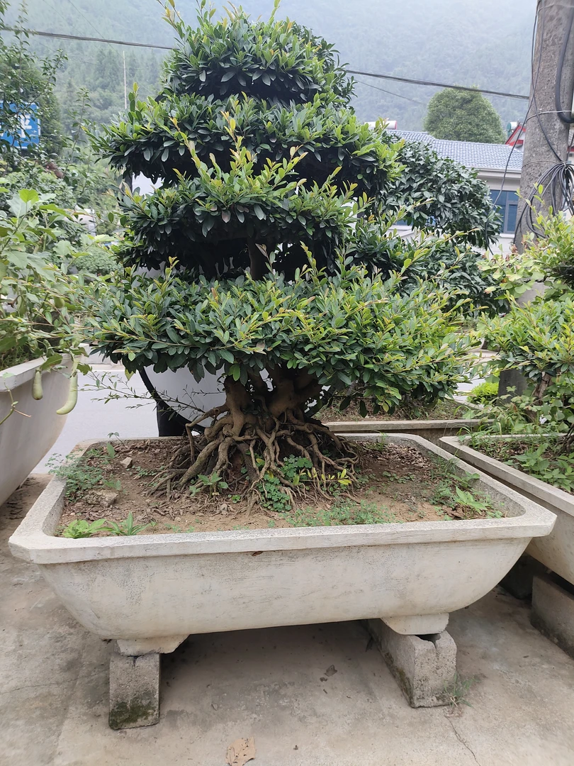 三峡蚊母盆景别墅庭院老桩