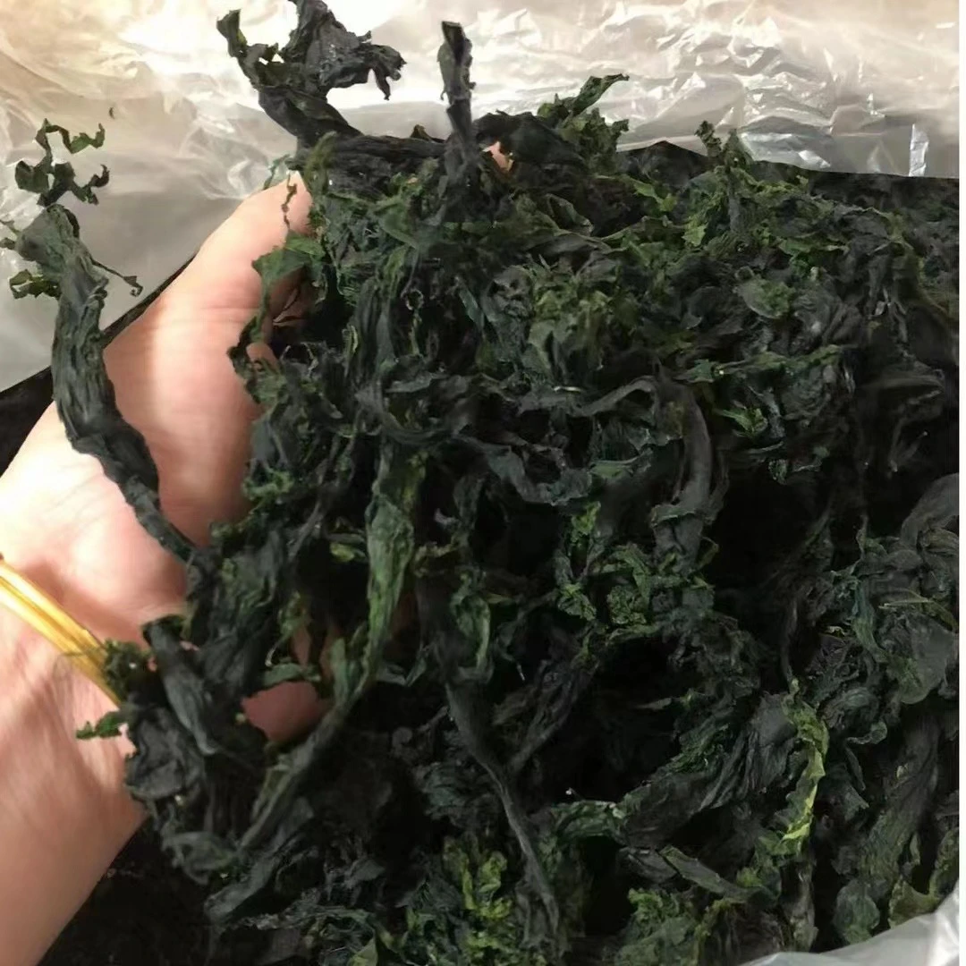 海青菜，海白菜，海莴苣，大连海菜包子，长岛海菜包子