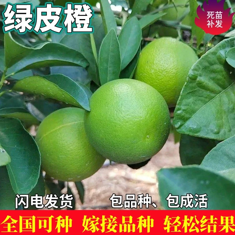 绿皮冰糖橙苗树南北方庭院盆栽地栽种植嫁接甜橙子果树苗当年结果