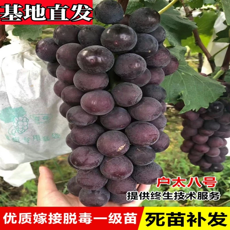 嫁接户太8号葡萄树苖南北方庭院种植爬藤沪太八号葡萄苗盆栽地栽