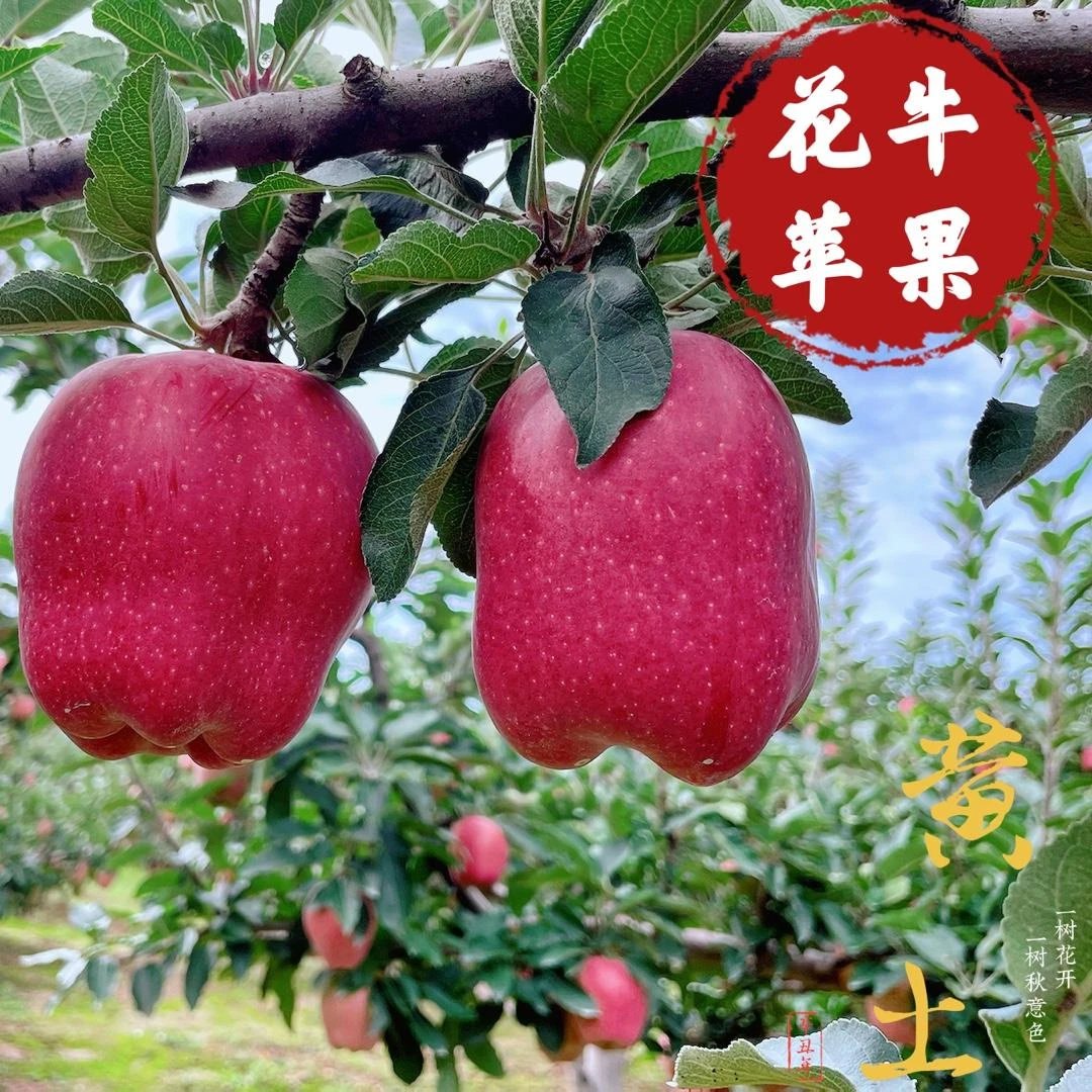 （麦积优选）甘肃天水花牛苹果产地直发水果整箱3、4.5、9斤装