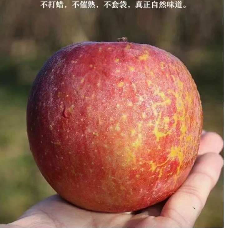 大凉山盐源高海拔丑苹果