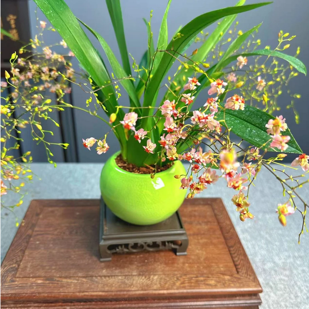 文心兰 梦香兰 带花苞基地直发