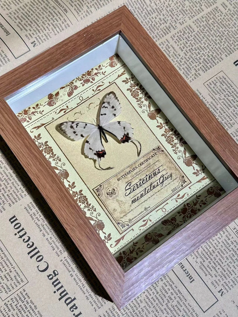 丝带凤蝶艺术标本相框家居装饰画摆件送儿童送朋友送对象生日礼物