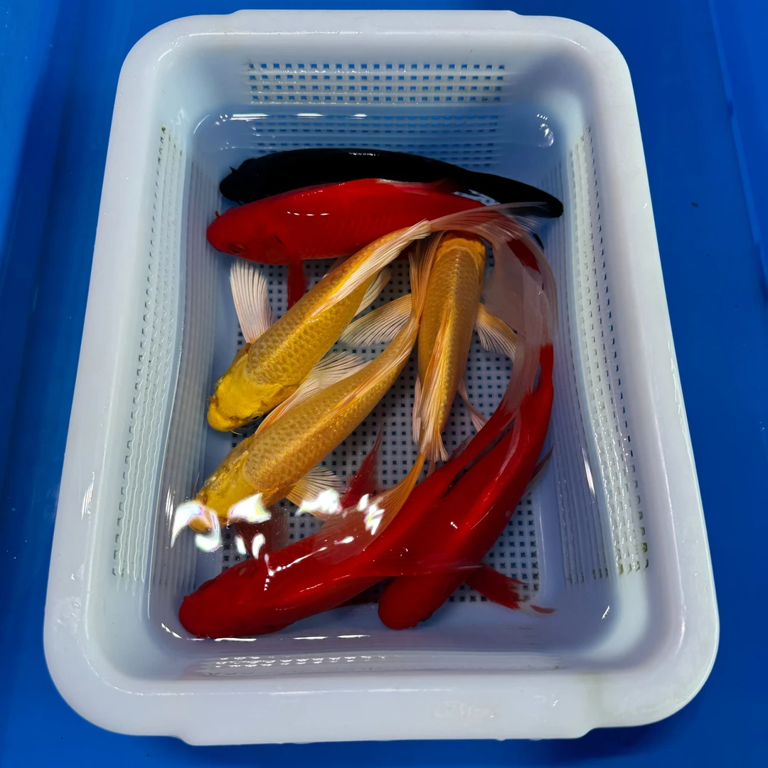 锦鲤草金3红3黄1黑（17-20厘米）7条观赏鱼